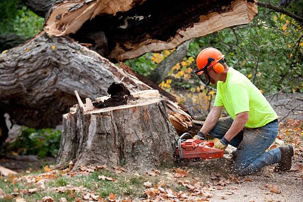 Best Storm Damage Tree Cleanup  in USA